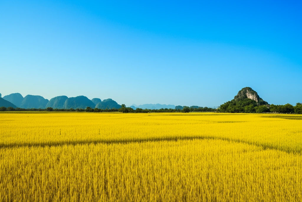 닌빈의 아름다운 논 풍경
